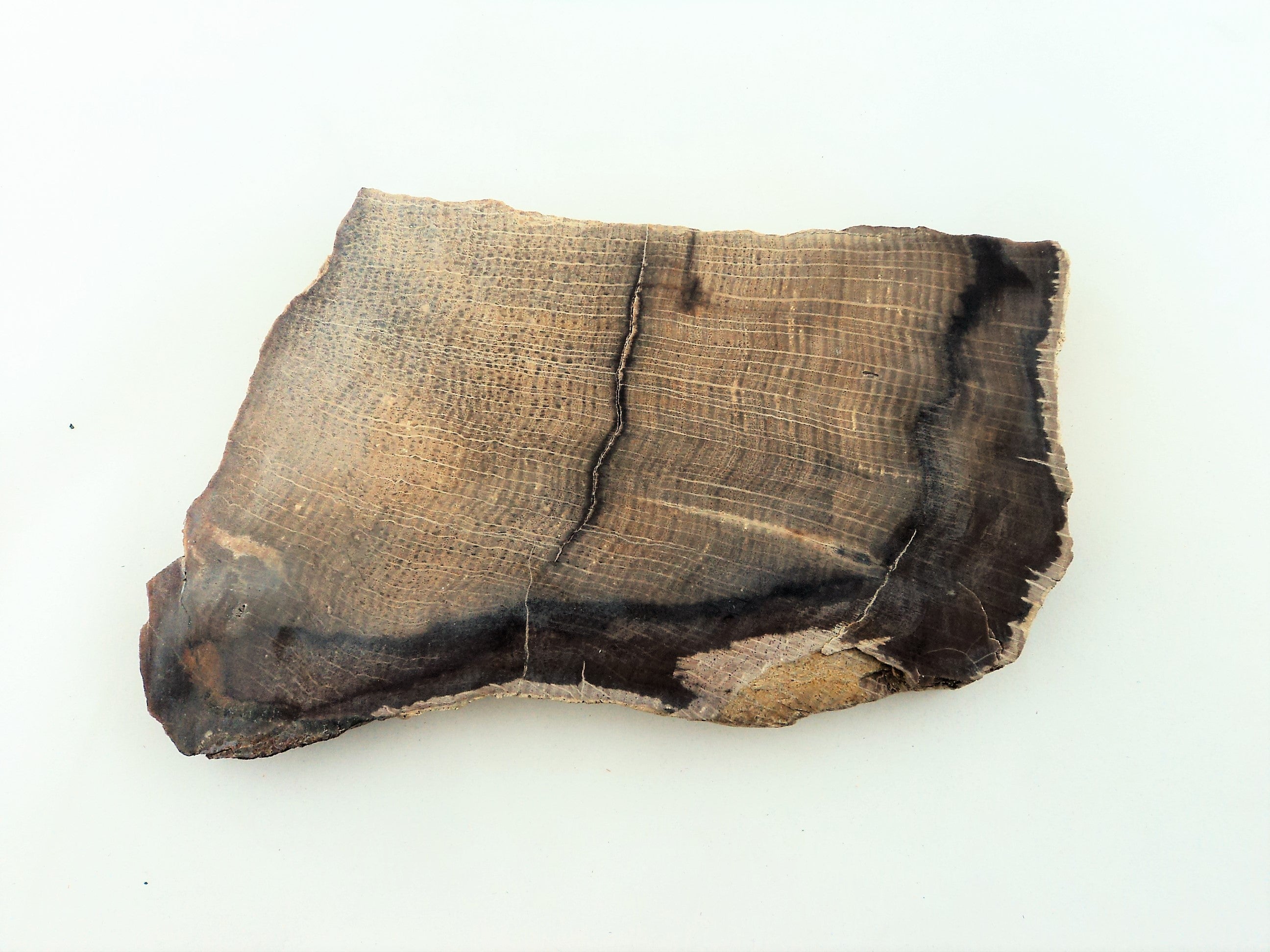Petrified Oak Slab