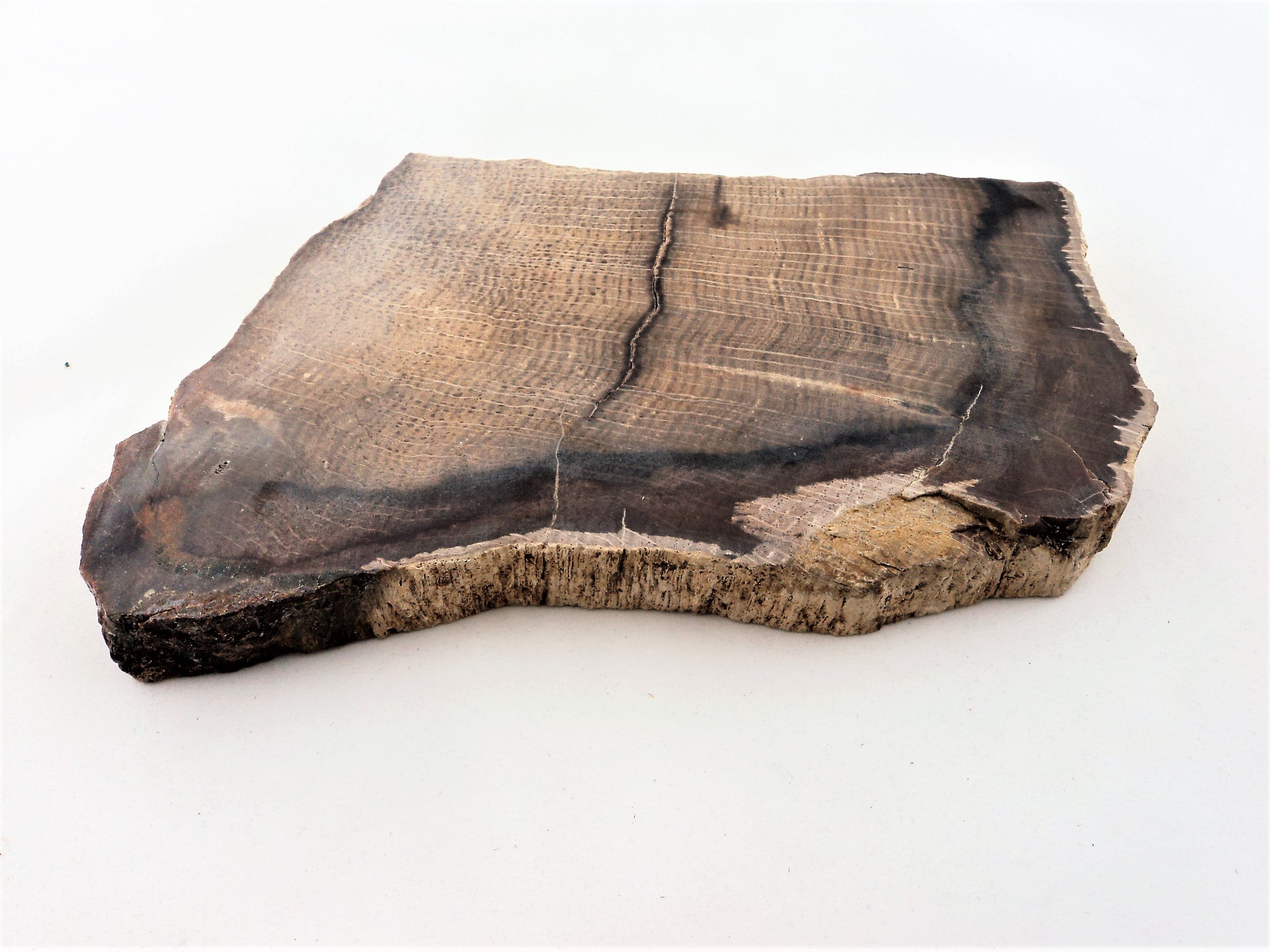 Petrified Oak Slab