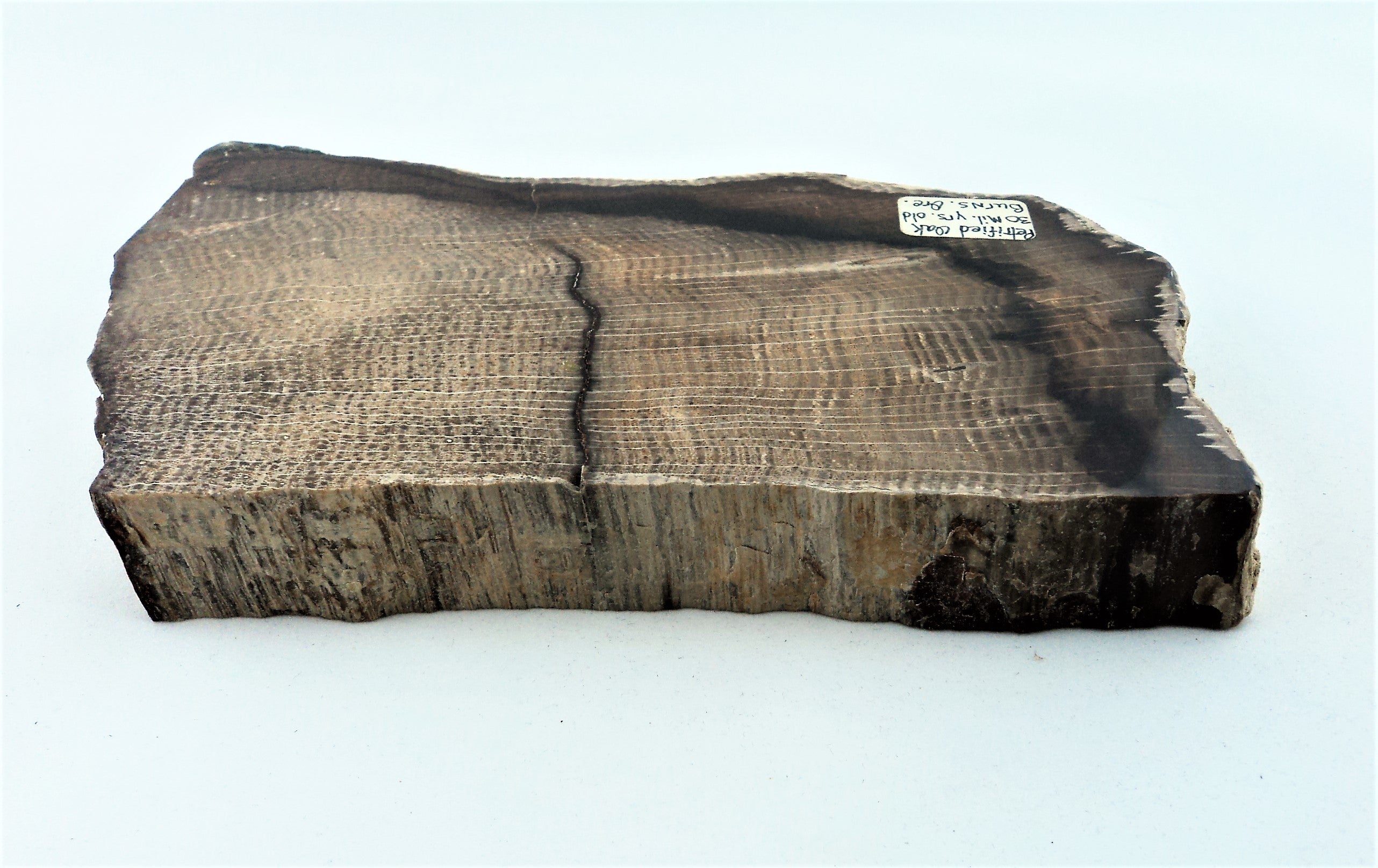 Petrified Oak Slab