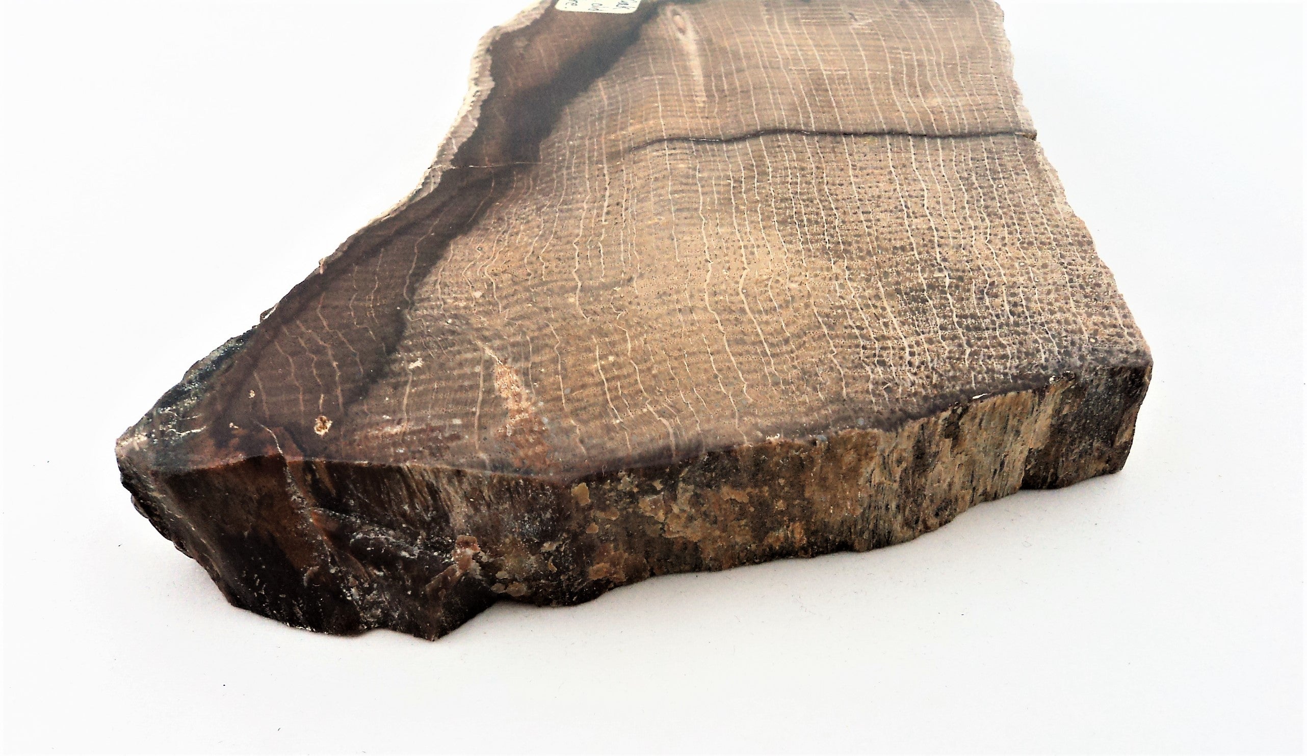 Petrified Oak Slab
