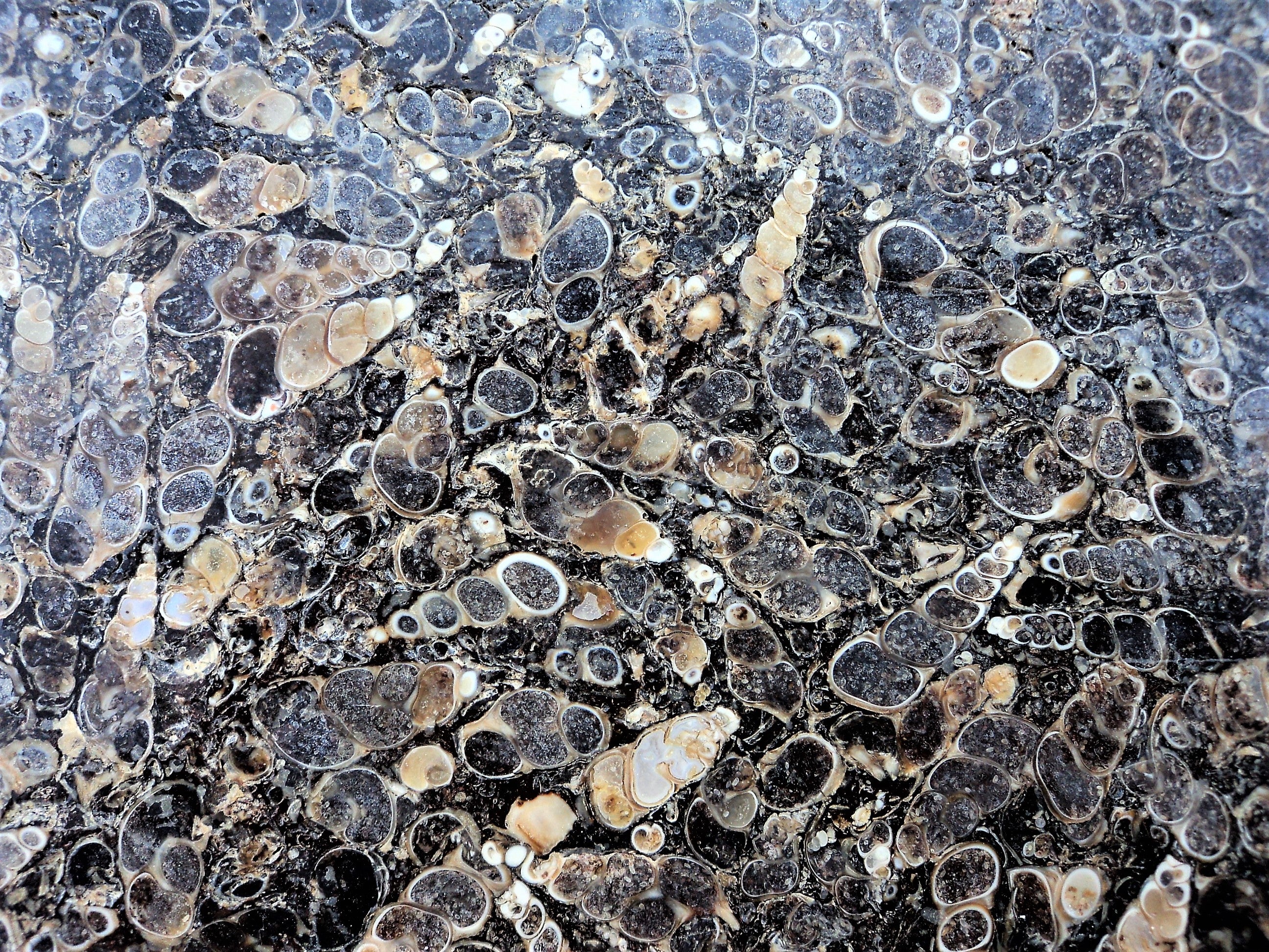 Shell Fossil Slab