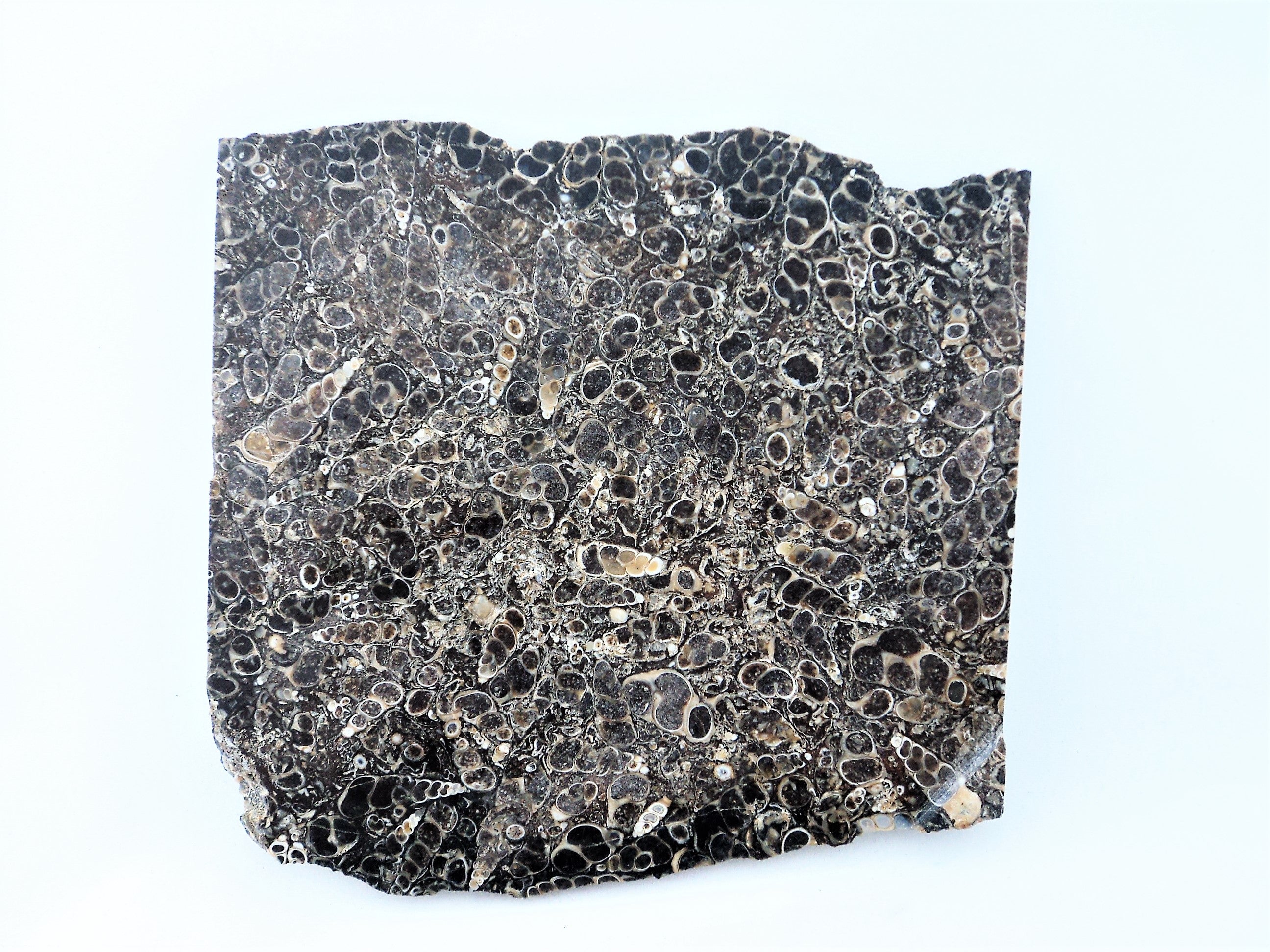 Shell Fossil Slab