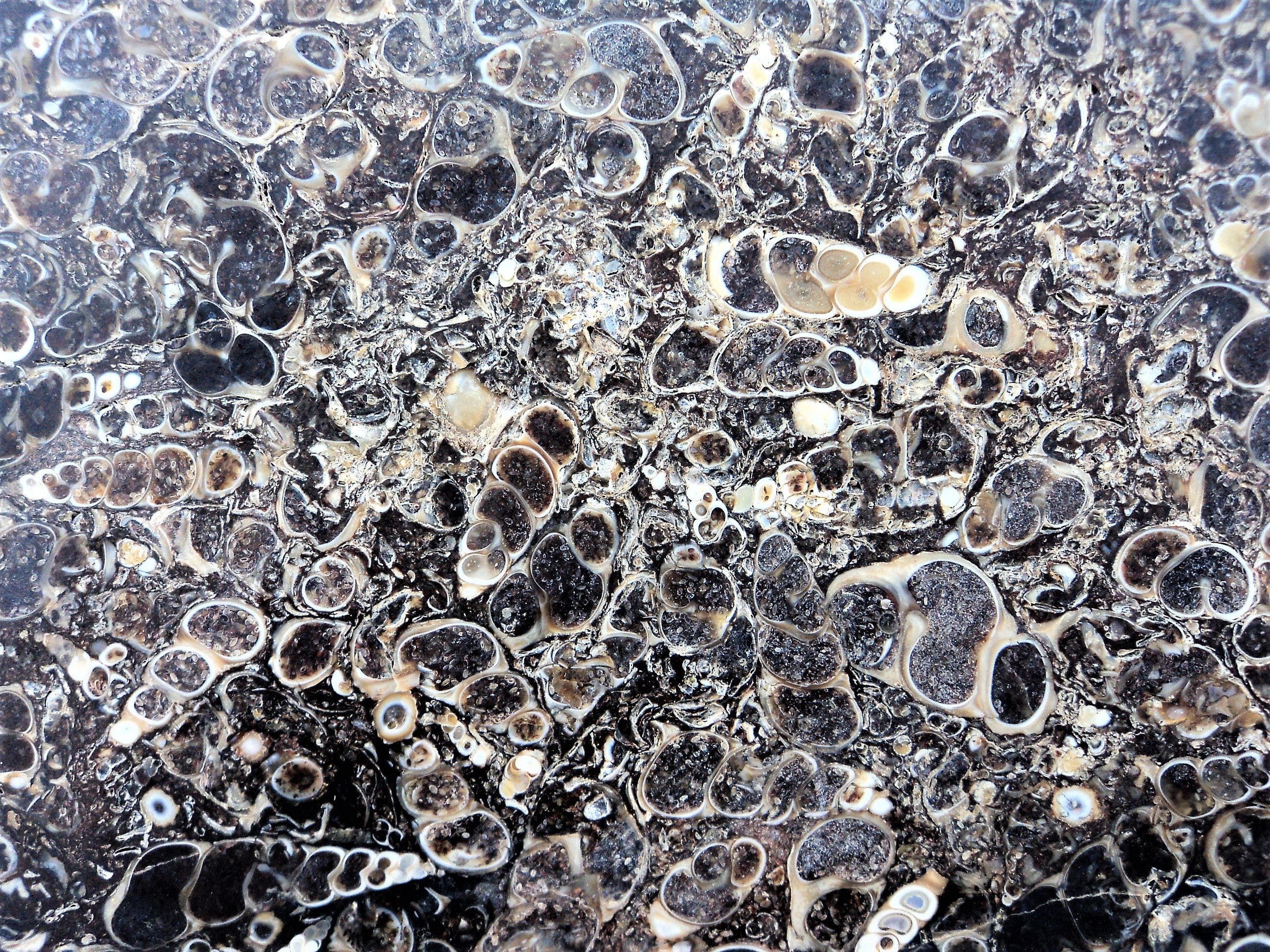 Shell Fossil Slab