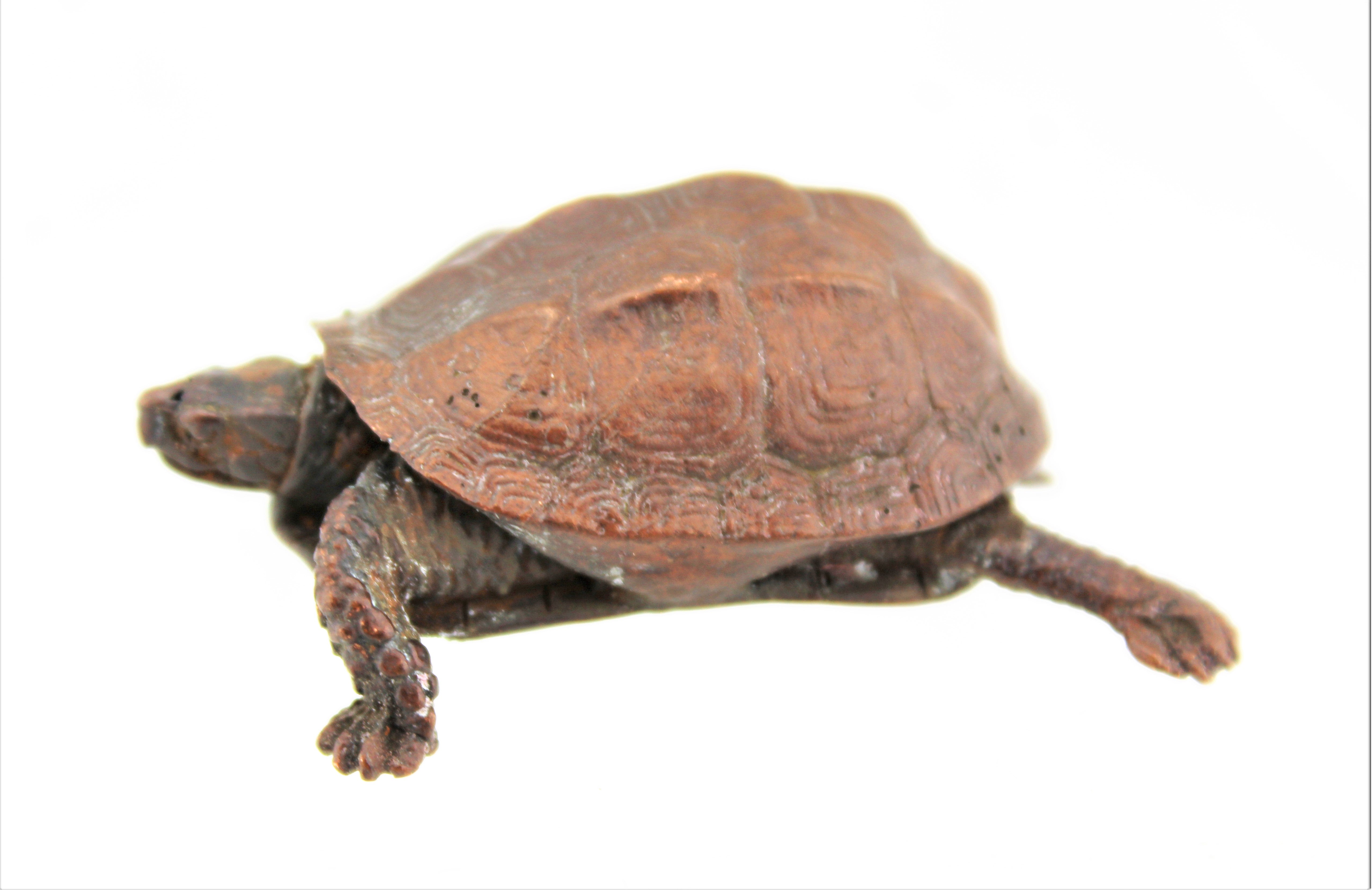 Red Copper Box Turtle