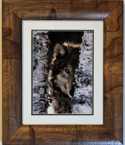 Framed Wolf Photograph