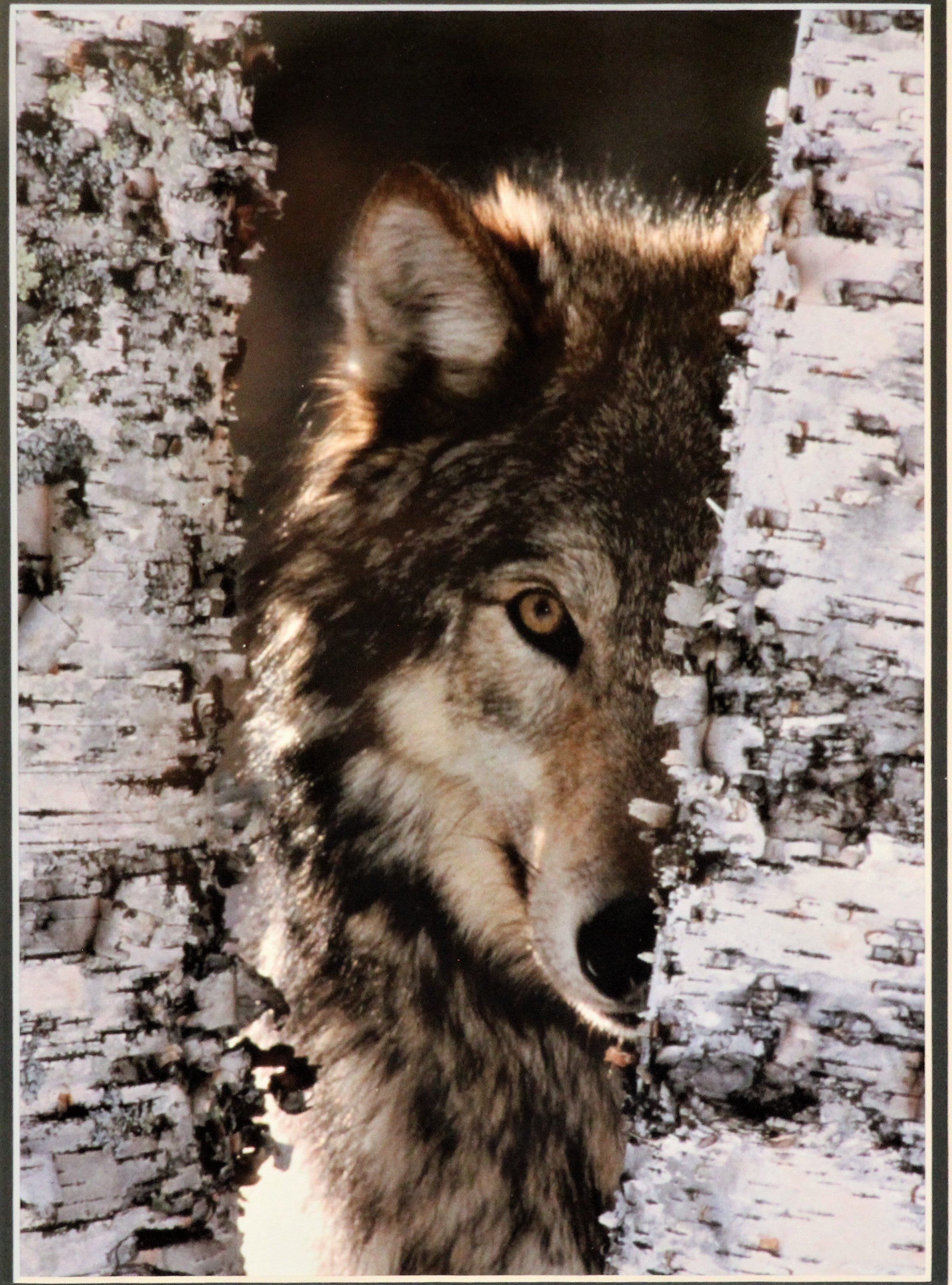Framed Wolf Photograph