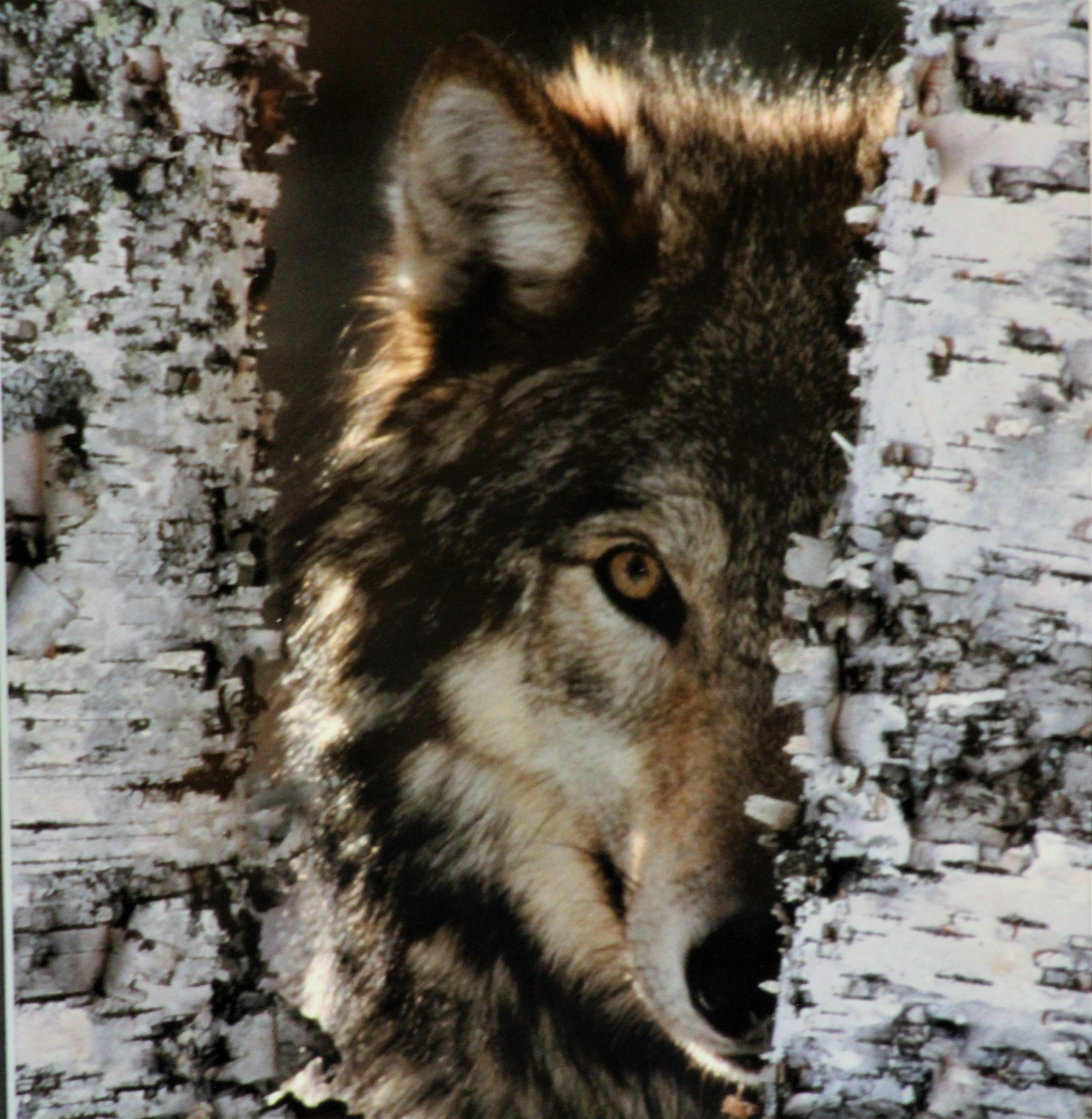 Framed Wolf Photograph