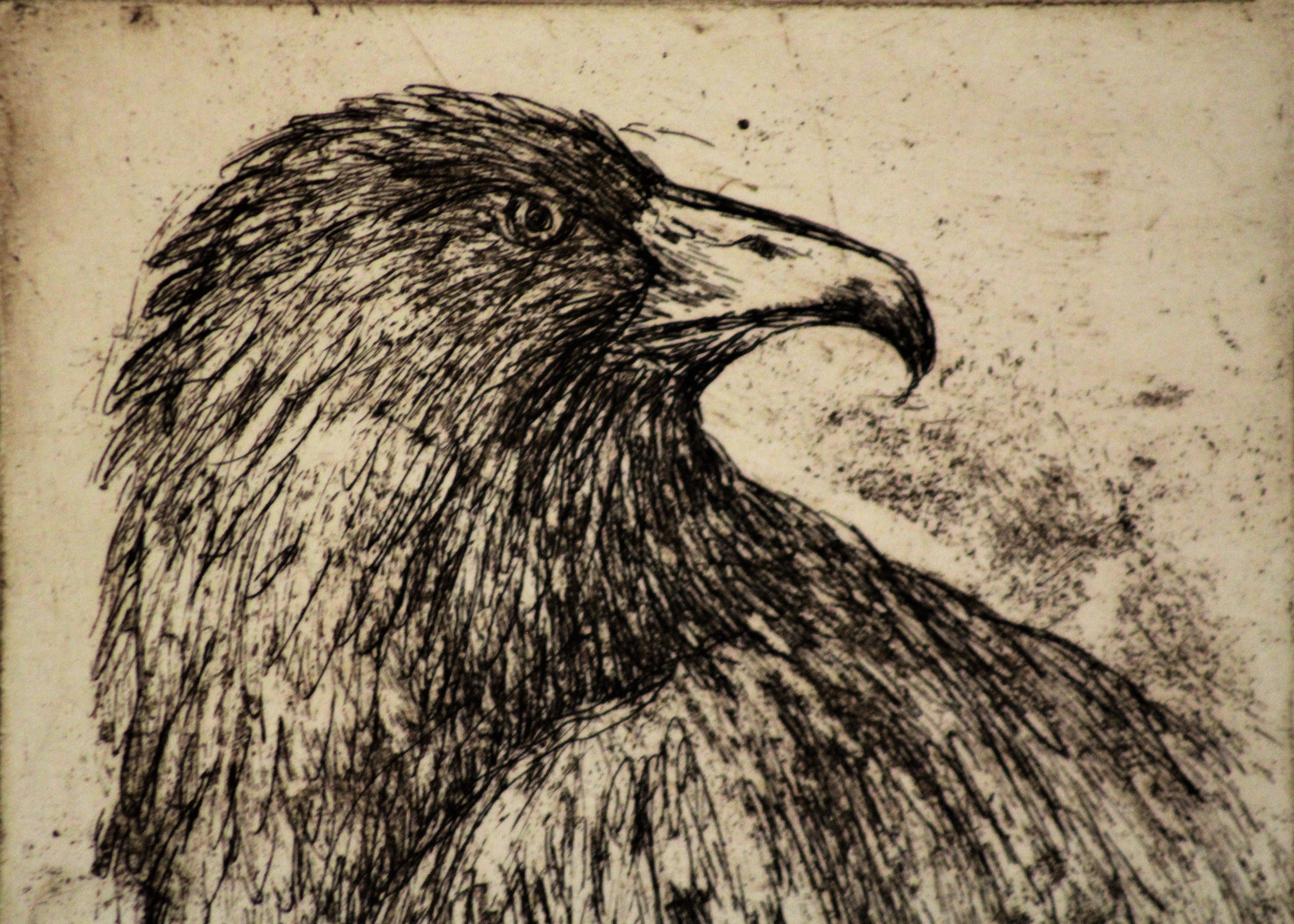 Eagle Etching by Donna Guardino